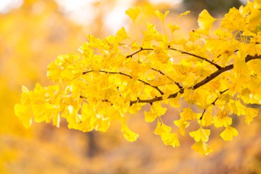 Ginkgo ağaçları sonbahar