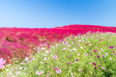 Kochia and cosmos bush  clipart