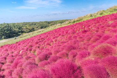 Kochia ve cosmos bush 