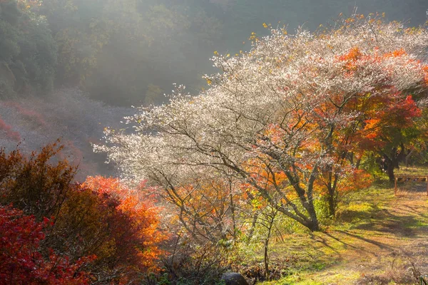 名古屋の桜 — ストック写真