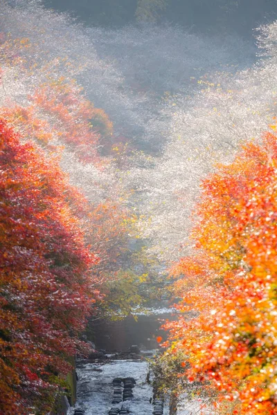 Sakura bloesem in Nagoya — Stockfoto