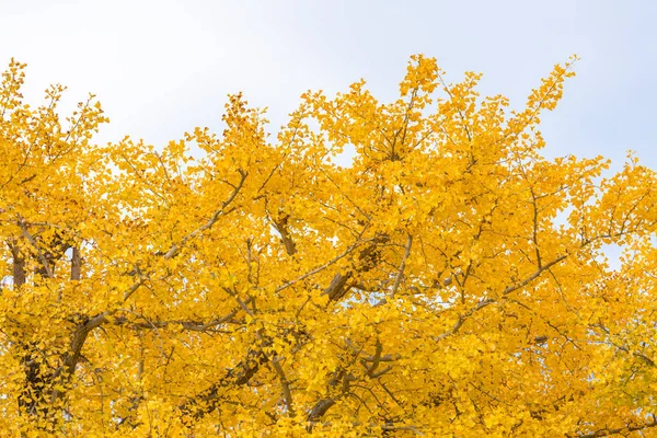 Ginkgo ağaçları sonbahar — Stok fotoğraf