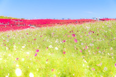 Kochia ve cosmos bush