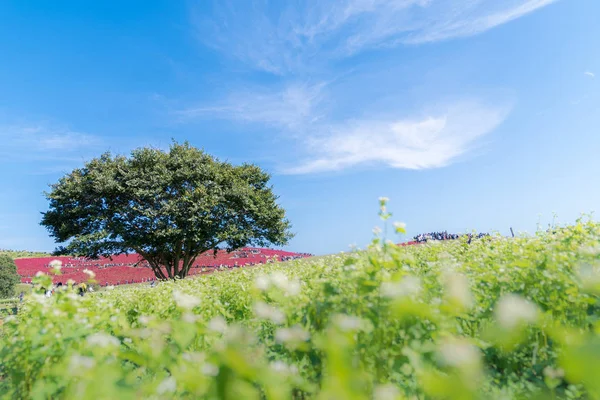 Kochia és a kozmosz bush — Stock Fotó