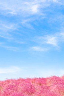 Kochia and cosmos bush with hill landscape at Hitachi Seaside Park with blue sky at Ibaraki, Japan clipart