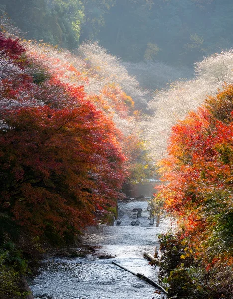 名古屋市小原に桜の花と秋の風景 — ストック写真