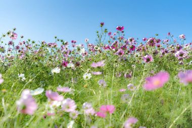 Kochia and cosmos bush at Hitachi Seaside Park in autumn with blue sky at Ibaraki, Japan  clipart