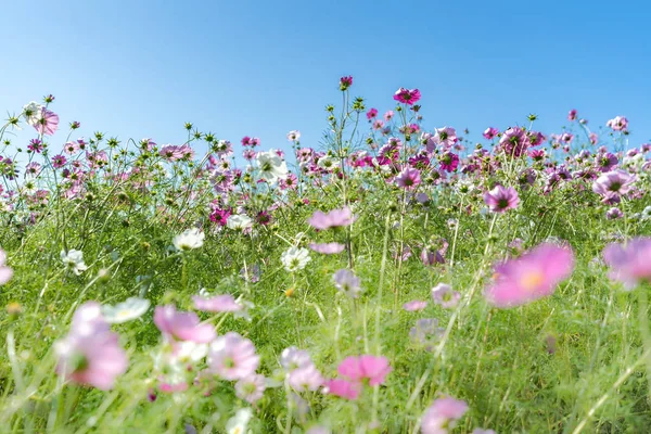 Kochia Arbusto Del Cosmos Hitachi Seaside Park Otoño Con Cielo —  Fotos de Stock