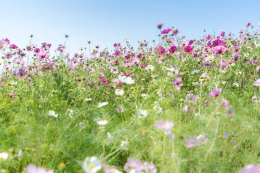 landscape of Kochia and cosmos bush at Hitachi Seaside Park in autumn with blue sky at Ibaraki, Japan clipart