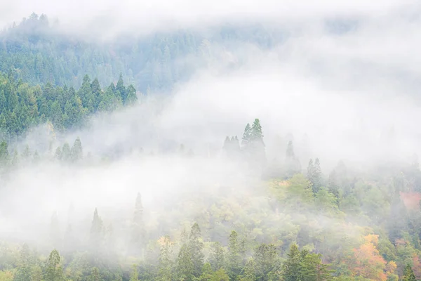 Fondo Brumoso Con Bosque Pino Otoño Mishima Fukushima Japón —  Fotos de Stock