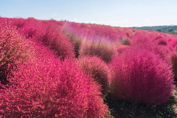 Kochia Cosmos Arbusto Con Paisaje Montañoso Montaña Hitachi Seaside Park —  Fotos de Stock