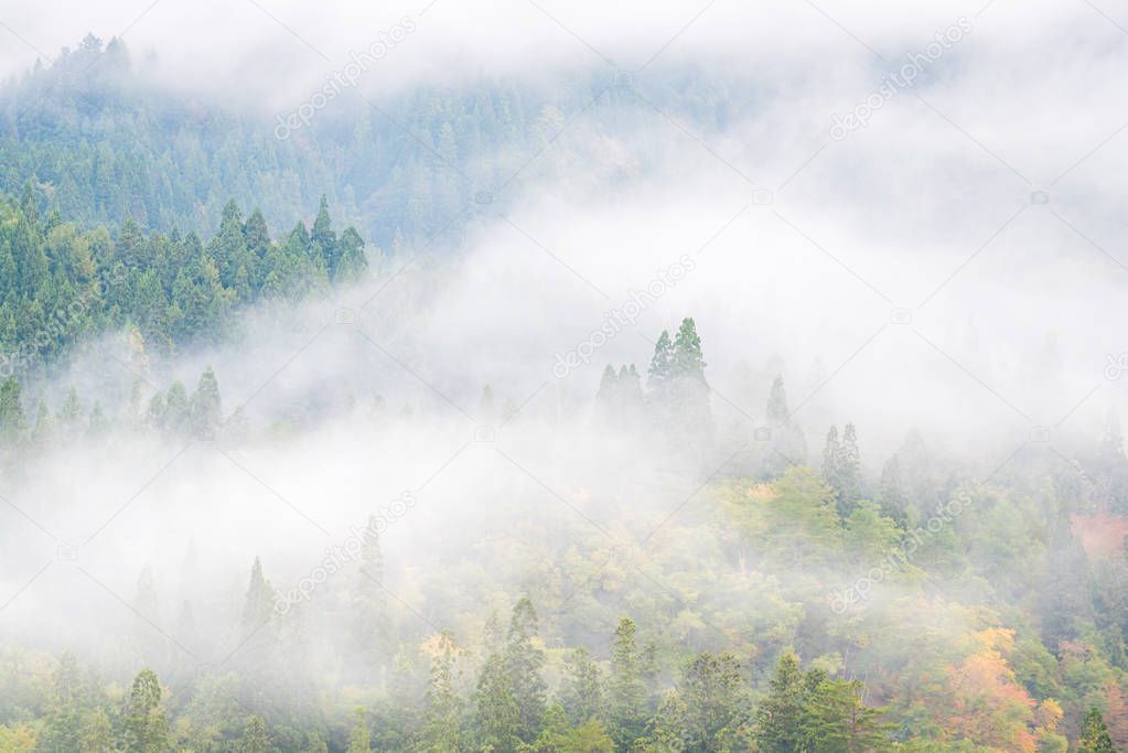 Misty background with pine forset in Autumn Mishima Fukushima, Japan