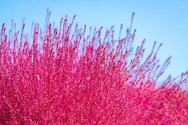 Kochia Cosmos Arbusto Hitachi Seaside Park Outono Ibaraki Japão — Fotografia de Stock