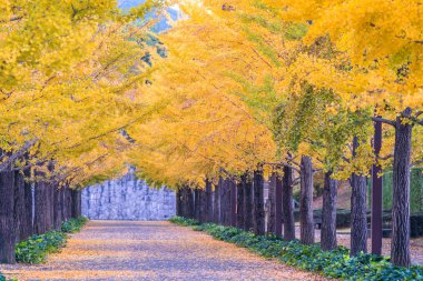 Ginkgo yol Bandai Azuma spor Park Fukushima Japonya