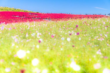 Kochia ve cosmos bush Hitachi Seaside Park sonbaharda Ibaraki, Japonya