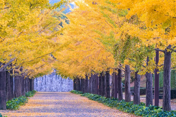 Route Ginkgo Bandai Azuma Sport Park Fukushima Japon — Photo