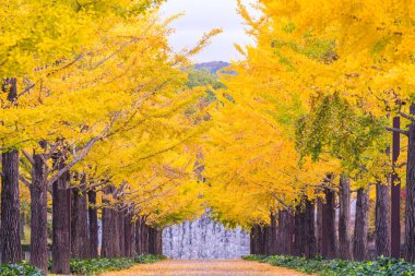 Ginkgo ağaçları Japonya'da Bandai Azuma Park