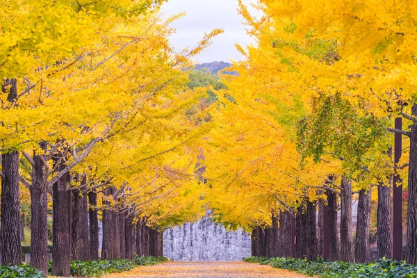 Drzew Ginkgo Bandai Azuma Park Japonii — Zdjęcie stockowe