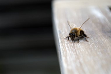 Meraklı bir arı yakın çekim