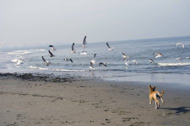 Köpek çalışan ve kuşlar takip