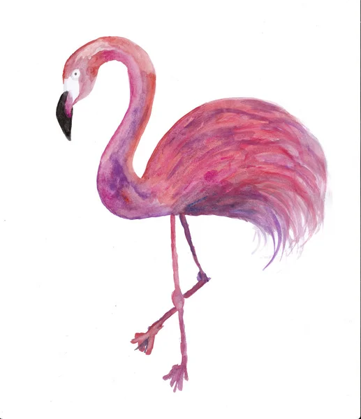 Download Watercolor flamingo — Stock Vector © DinaL #62047769
