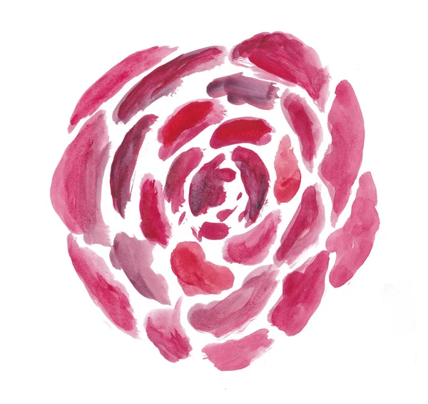 Watercolor rose painted on white