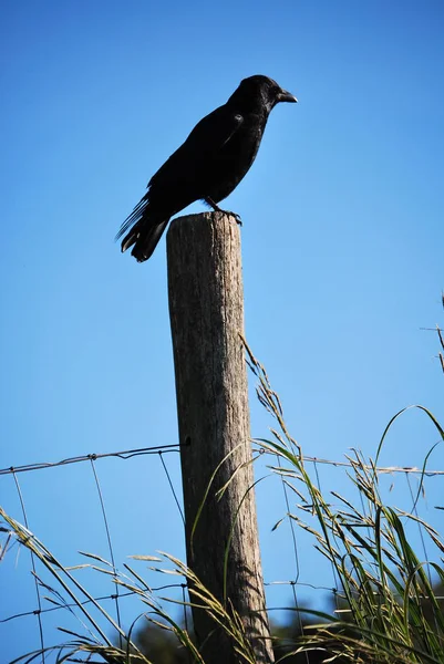 Corbeau à l'affût — Photo