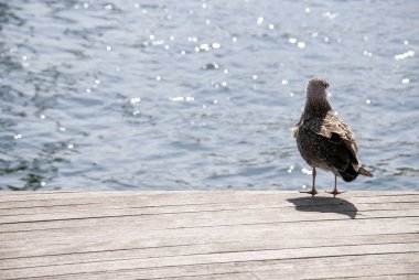 Martı ayakta Bulvarı üzerinde 