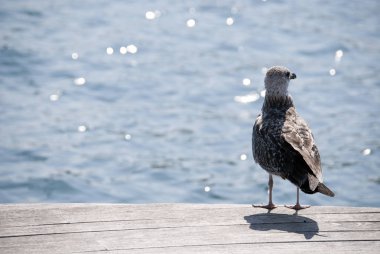 Martı ayakta Bulvarı üzerinde 