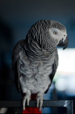 Meraklı bir Afrika gri papağanı portresi