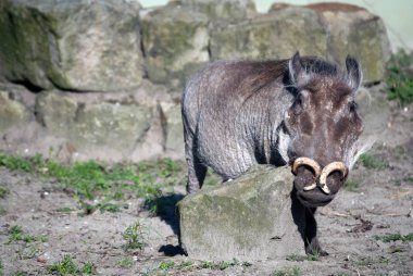 Çenesini tırmalamak komik boynuzları olan bir vahşi boarn portresi