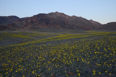 çöl çiçeği çiçek