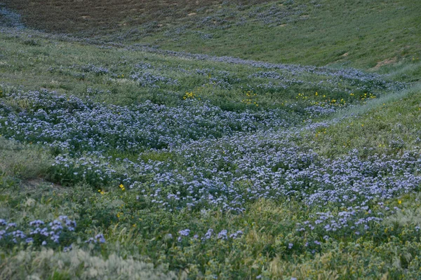 Калифорнийские разноцветные полевые цветы — стоковое фото