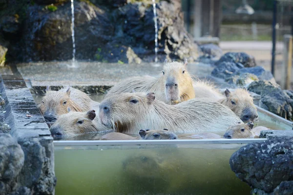 Familia Capybara Aguas Termales Onsen —  Fotos de Stock