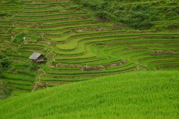 La terraza de arroz pan tan — Foto de Stock