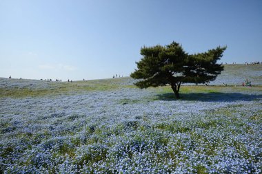 nemophila çiçek