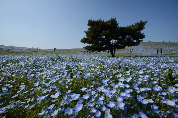 Nemophila Fioritura Giappone — Foto Stock