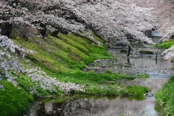 Sakura in de buurt van Tokio — Stockfoto