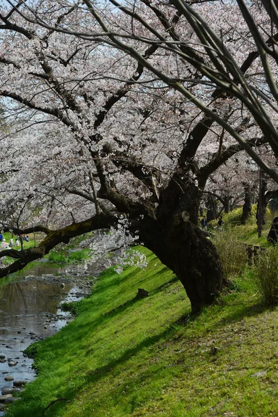 Sakura in de buurt van Tokio — Stockfoto