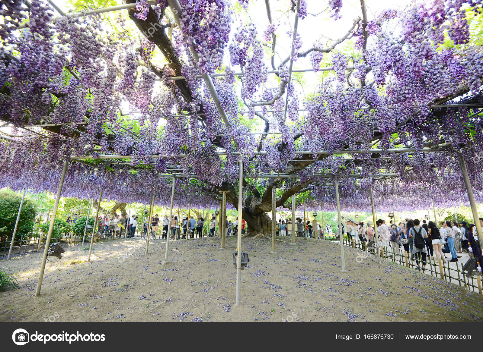 wisteria flower garden japan — stock photo © porbital #166876730