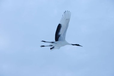 Hokkaido'da Japon vinç