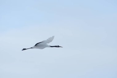 Hokkaido'da Japon vinç