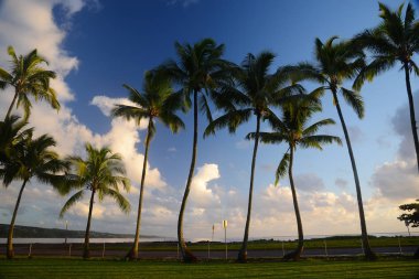 Coconut Tree from Hilo, Big Island clipart