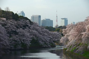 Chidorigafuchi Tokyo 'da Kiraz Çiçeği