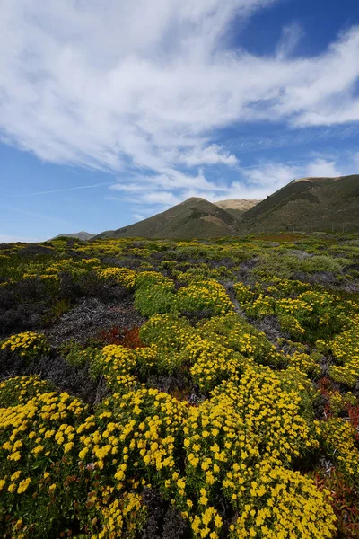 Kwiat Big Sur Wybrzeża Kalifornii — Zdjęcie stockowe