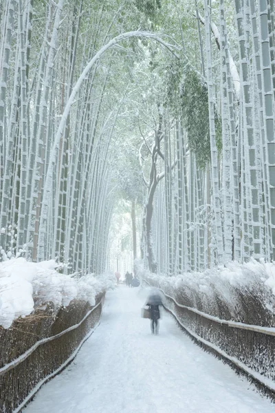Arashiyama bambu ormanında kış