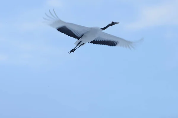 Japonské Jeřáb Hokkaido — Stock fotografie