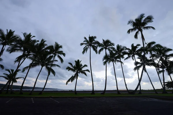 ハワイ島ヒロからココナッツの木 — ストック写真