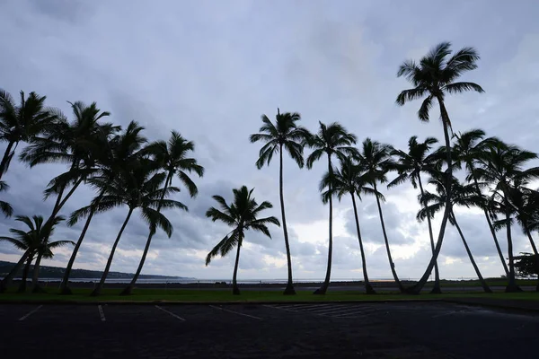 Albero Cocco Hilo Big Island — Foto Stock