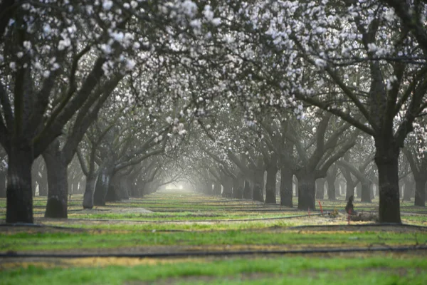 almond farm flower blooming in california
